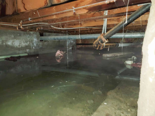 Best Mold removal after water damage  in Pen Argyl, PA